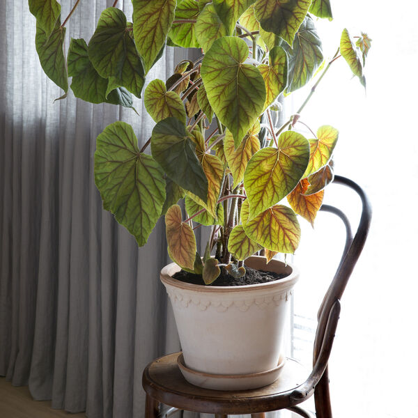 Københavner RAW kruka med fat, rosa, Bergs Potter