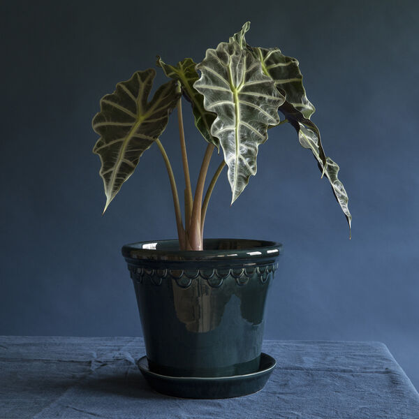 Københavner GLAZED kruka med fat, petroleum blue, Bergs Potter