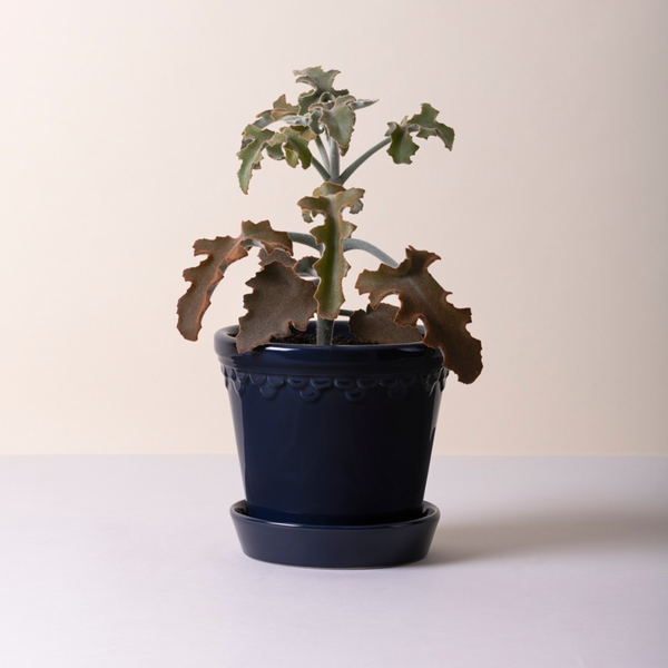 Københavner GLAZED kruka med fat, sapphire blue, Bergs Potter