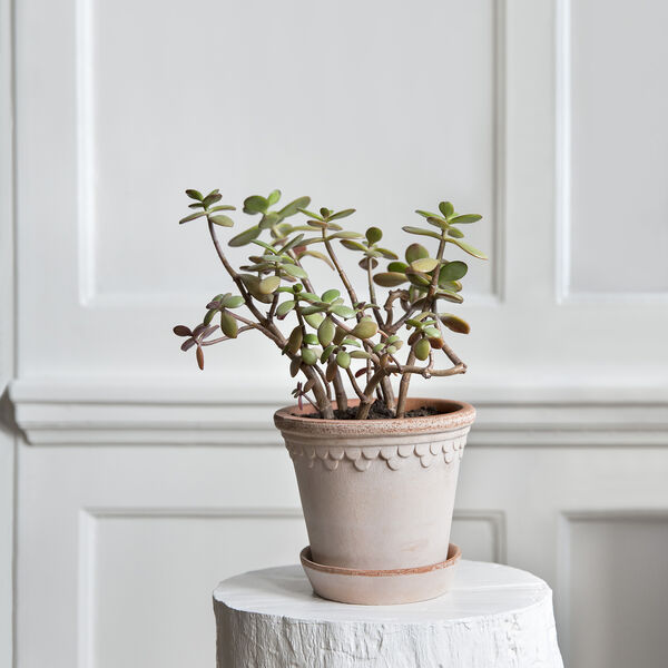 Københavner RAW kruka med fat, rosa, Bergs Potter